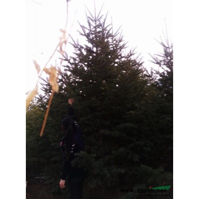 出售2.5＿4米純圃地優(yōu)質(zhì)冷杉苗木，成活率*,3千棵。