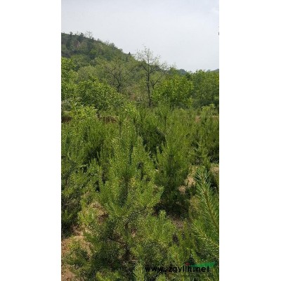 山西孝義市本人有2米高油松出售