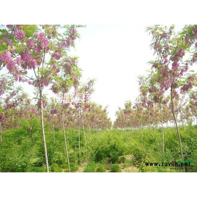 西府海棠   銷售西府海棠