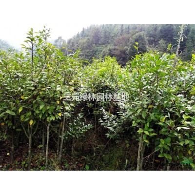 三明地區供應地徑2公分小五彩茶花