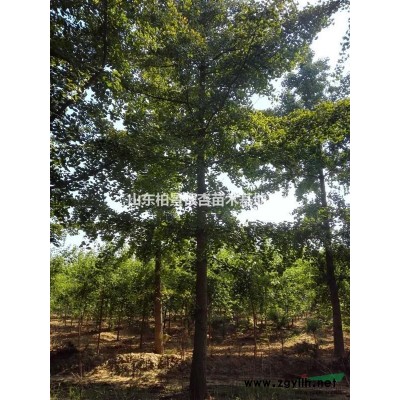 *優(yōu)質(zhì)銀杏樹基地