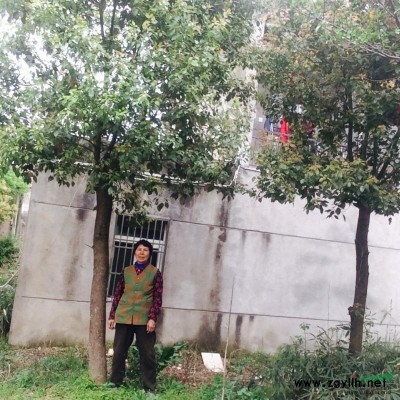 安徽省合肥市廬江縣樟樹（10-25公分）