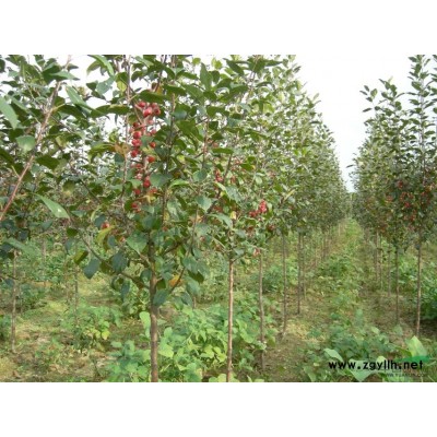 遼寧丹東樓房心田苗圃大量供應(yīng)紫葉稠李