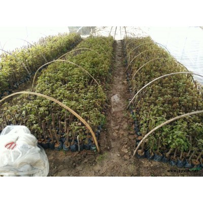 鴨腳木（鵝掌柴，馬褂木）