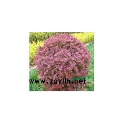 低價供應 紫竹 各種規格都有