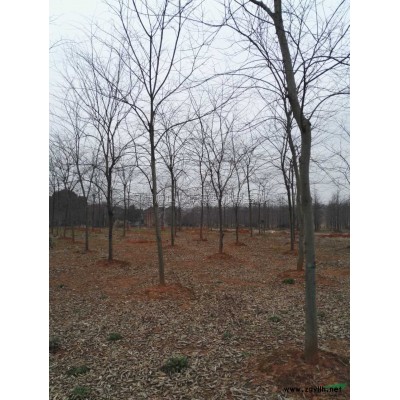 江西香樟殺3年冒1萬棵4*新報價/香樟殺3年冒1萬棵4圖片