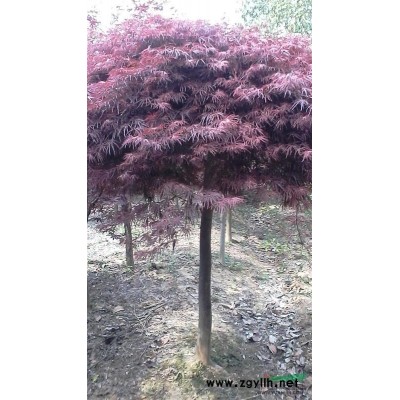 安徽供應優質海桐球，1米高海桐球批發多少錢