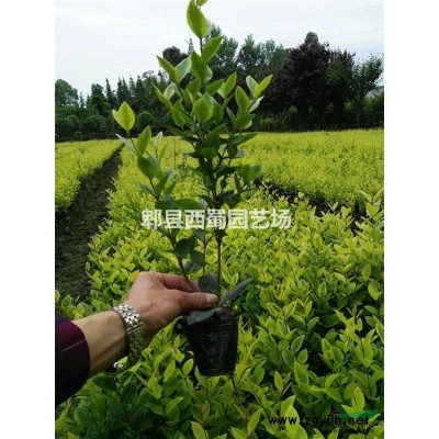 供應四川成都樸樹  滇樸  沙樸