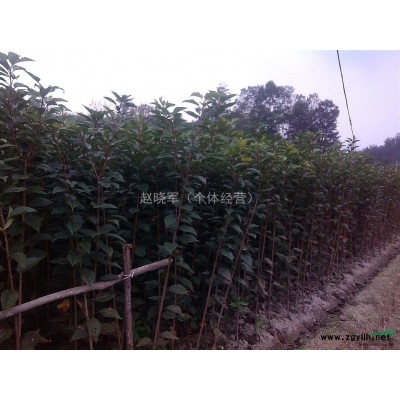 陜西大量出售琵琶樹苗