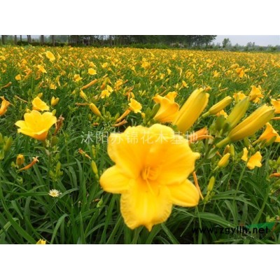 龍柏價格/直升龍柏報價/龍柏苗 球供應