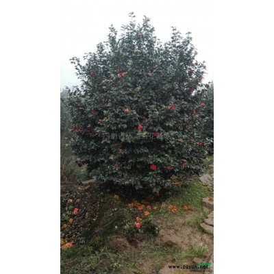 大紅牡丹茶花、精品茶花