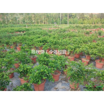 福建地區供應三角梅60*60cm