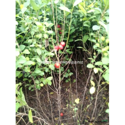 山西運(yùn)城集散國(guó)槐，國(guó)槐價(jià)格，4.5.6.8公分國(guó)槐價(jià)格