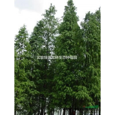 基地長期供應(yīng)各種規(guī)格-金葉女貞、衛(wèi)矛球