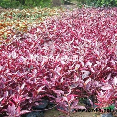 福建供應20-40公分蜘蛛蘭