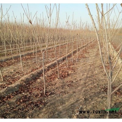 美國(guó)三紅紫薇 美國(guó)三紅紫薇小苗 美國(guó)三紅紫薇價(jià)格