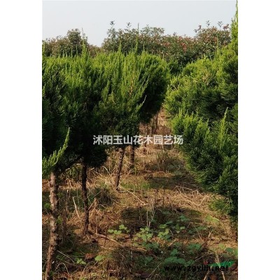 叢生大樸樹(shù)，高桿紅葉石楠，高桿龍柏球，