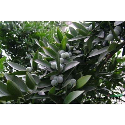 漢中珍稀苗木 桂花2017處理
