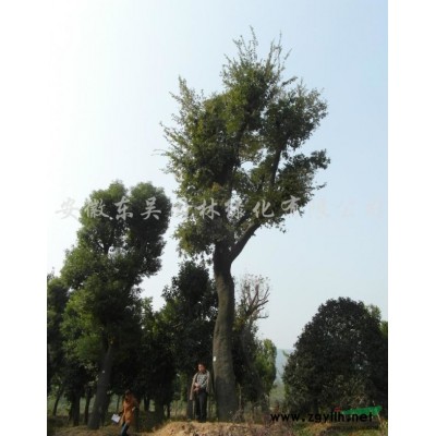 紅花繼木球行情報價\紅花繼木球圖片展示