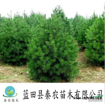西北華山松苗木批發|6米華山松銷售|藍田縣華山松好不好|藍田