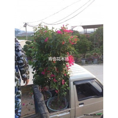 供應15公分的鳳凰木