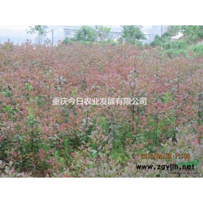 供應地徑3-5cm、高2m紅葉石楠