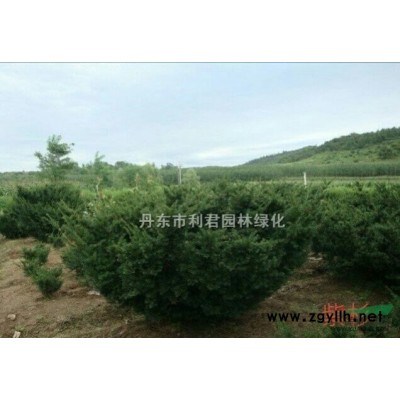 供應法桐 玉蘭 天女木蘭 海棠等