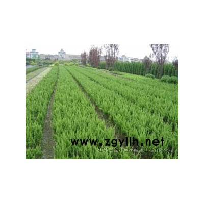 樸樹，竹柳，紫薇，紫薇價(jià)格