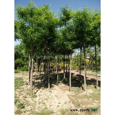 供應(yīng)40公分營養(yǎng)杯油松