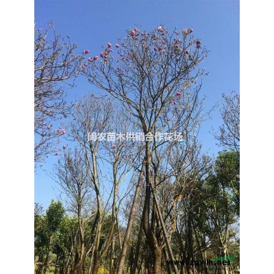 供應(yīng)全冠紫玉蘭