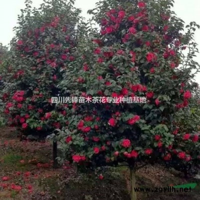 專供各規格品種樹形茶花