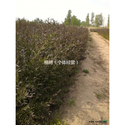 銷售大量 紫葉水蠟