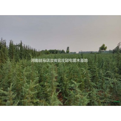 雪松|雪松價格|駐馬店雪松基地|河南雪松基地-小胡雪松苗木