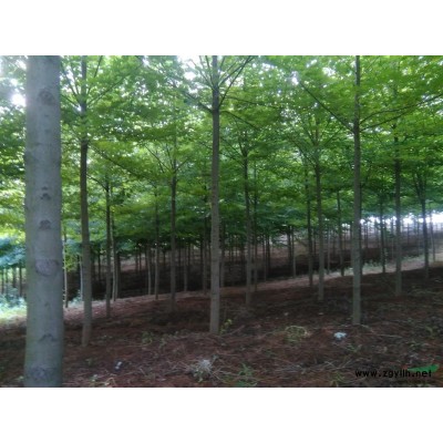 宜昌美國紅楓高桿工程苗