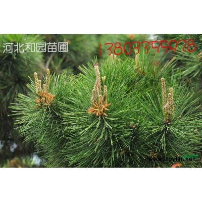 京津冀東北地區供應1.5米-2.5米黑松苗