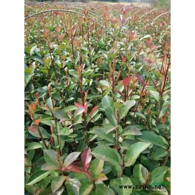 安徽省安慶供應(yīng)丹桂苗高30-200公分