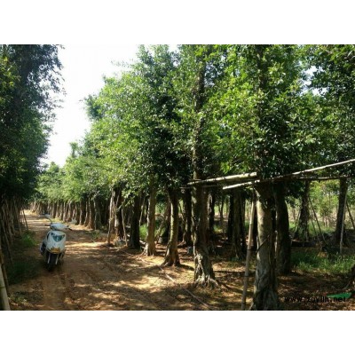 福建紫色花三角梅盆景 漳州造型三角梅盆景價格 漳州三角梅樁景