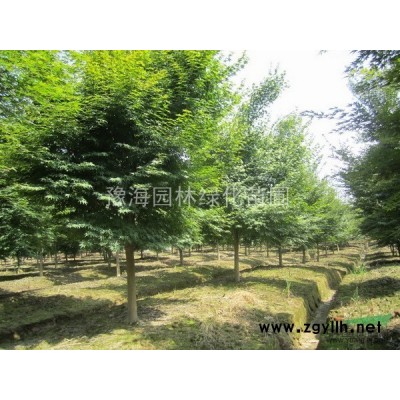 金邊黃楊、扦插小苗、黃楊小苗、金心黃楊、色塊苗