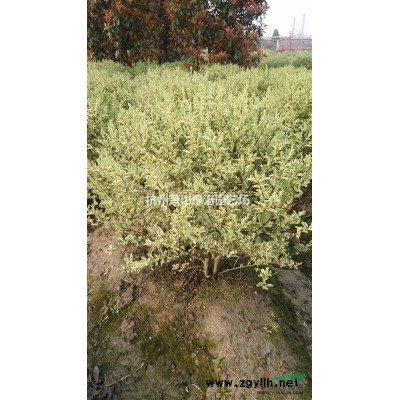 浙江省杭州市蕭山區供應日本女貞工程苗