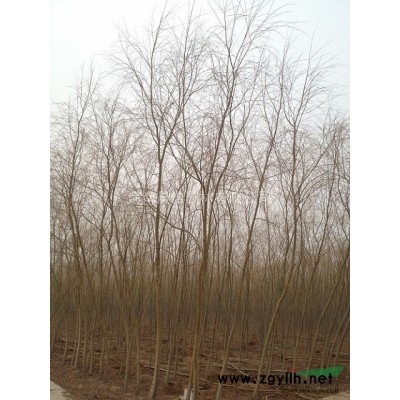 50-200公分白皮松