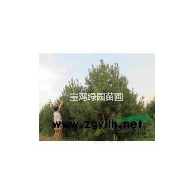 出售優質美觀白皮松（陜西寶雞）