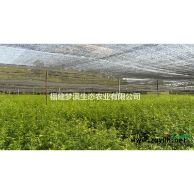 竹柏苗 銷售10萬棵竹柏苗