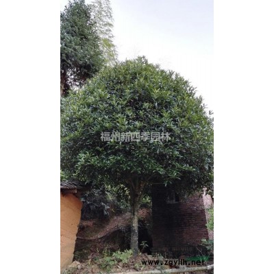 福建地區供應地徑26公分銀桂