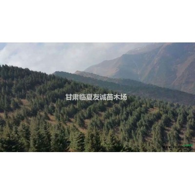 大量出售1~3米云杉