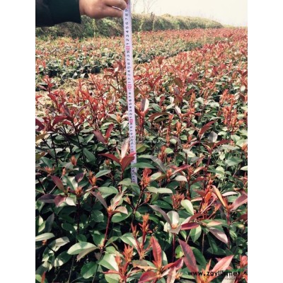 安徽蜀檜苗木基地 蜀檜批發