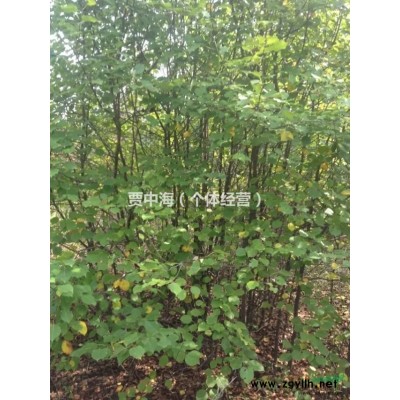 呼倫貝爾供應山丁子裸根斷桿1-2公分。4--6公分7公分以上