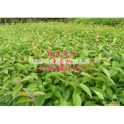 1米高櫻花、50公分櫻花小苗、櫻花樹苗批發(fā)【福建省漳州市】