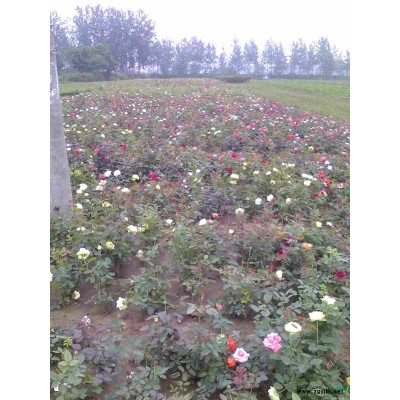 金山繡線菊、紅花繡線菊、金焰繡線菊、珍珠繡線菊等