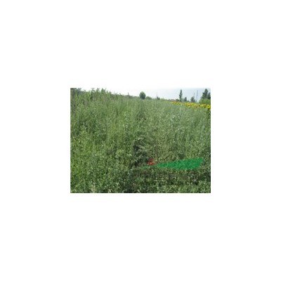 供應沙棘大小苗 檸條苗  踏啷苗 等