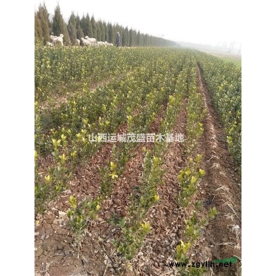 山西白皮松苗50公分以上價(jià)格低適合苗圃定植 占地